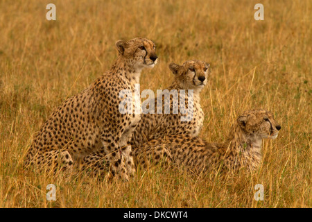 Ghepardi, Acinonyx jubatus stalking preda sotto la pioggia Foto Stock