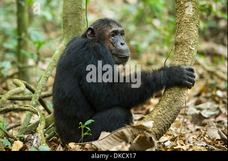 Scimpanzé, Pan troglodytes, Mahale Mountains National Park, Tanzania Foto Stock