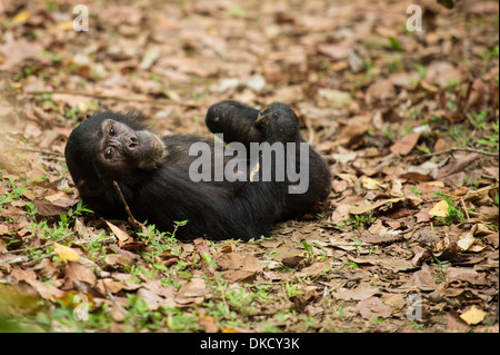 Scimpanzé, Pan troglodytes, Mahale Mountains National Park, Tanzania Foto Stock