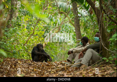 Park Rangers seduto vicino a uno scimpanzé, Mahale Mountains National Park, Tanzania Foto Stock