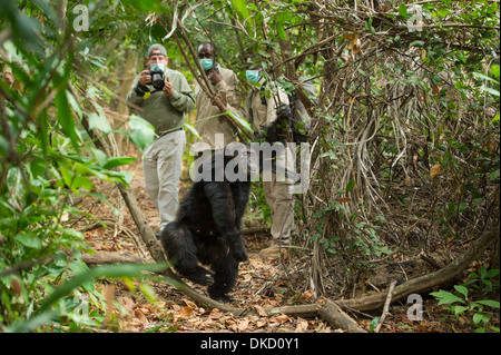 Tracciamento di scimpanzé, Mahale Mountains National Park, Tanzania Foto Stock