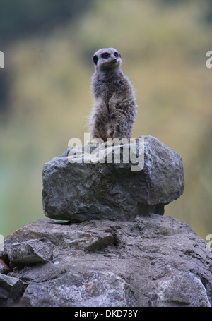 Meerkat seduti sulle rocce Foto Stock