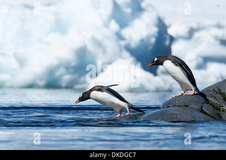 L'Antartide, Petermann Island, linea di pinguini di Gentoo (Pygoscelis papua) saltando in mare dalla costa rocciosa Foto Stock