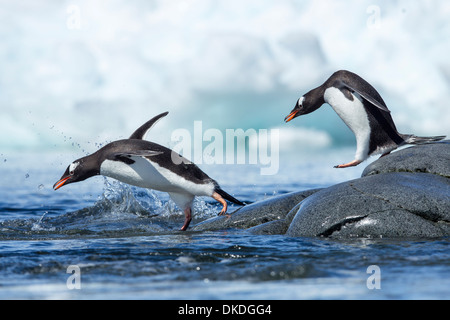 L'Antartide, Petermann Island, pinguini di Gentoo (Pygoscelis papua) saltando in mare dalla costa rocciosa Foto Stock