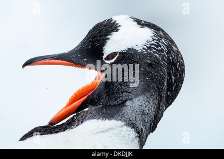 L'Antartide, de Cuverville Island, Close-up di pinguino papua (Pygoscelis papua) toelettatura stessa lungo coperta di neve litorale Foto Stock