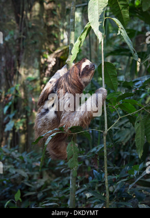 Sloth (Bradypus variegatus) a tre punte con gola marrone che sale su un albero nella foresta pluviale tropicale, Costa Rica Foto Stock
