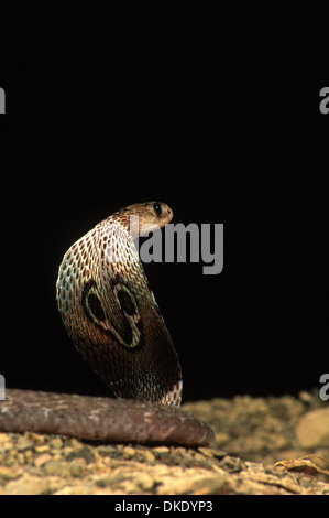 Cobra indiano (Naja naja polyocellata) Foto Stock