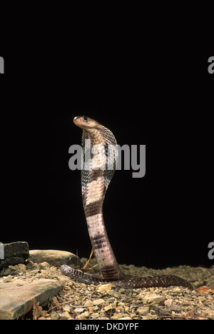 Cobra indiano (Naja naja polyocellata) Foto Stock