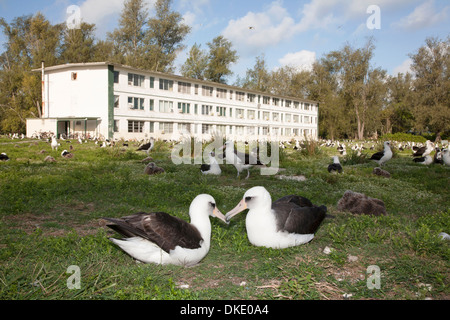 Bravo caserma costruita nel 1957-1958 per i piloti e il suo equipaggio di lontani Early Warning (rugiada) pattuglie di linea durante la Guerra Fredda, e Laysan Albatross colony Foto Stock