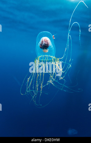 Il Cile, Diego Ramirez isola, vista subacquea della casella Medusa (Cubomedusa) nel passaggio di Drake Foto Stock