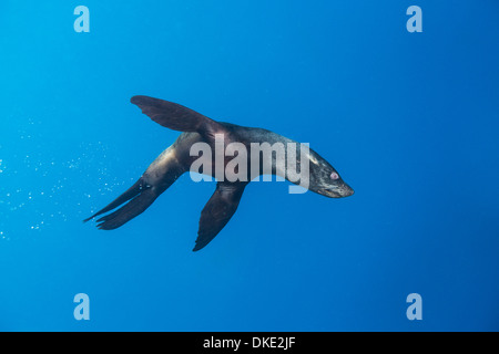 Il Cile, Diego Ramirez isola, vista subacquea del Sud Sea Lion (Otaria flavescens) nuotare nel passaggio di Drake Foto Stock