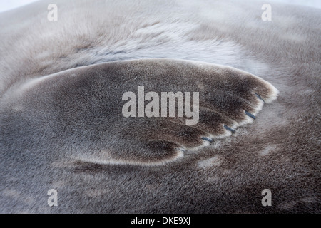 L'Antartide, a sud le isole Shetland, primo piano della guarnizione di Weddell (Leptonychotes weddellii) appoggiati lungo riva sull Isola Deception Foto Stock