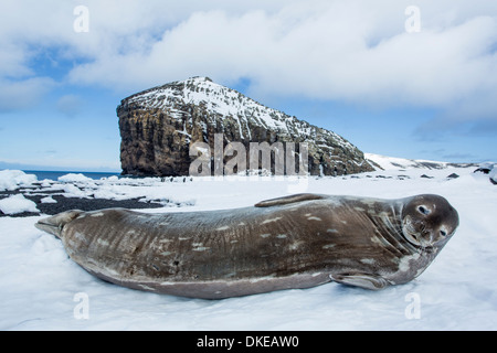 L'Antartide, a sud le isole Shetland, Guarnizione di Weddell (Leptonychotes weddellii) di appoggio nella neve lungo riva sull Isola Deception Foto Stock