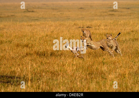 Ghepardi, Acinonyx jubatus a caccia di prede Foto Stock