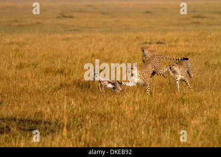 Ghepardi, Acinonyx jubatus a caccia di prede Foto Stock