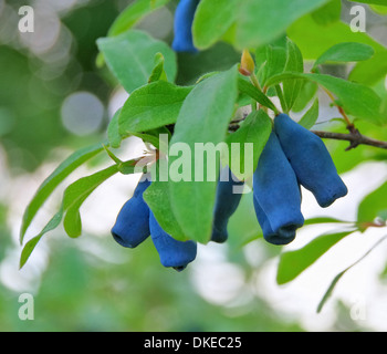 Maibeere - Sweetberry Caprifoglio 02 Foto Stock