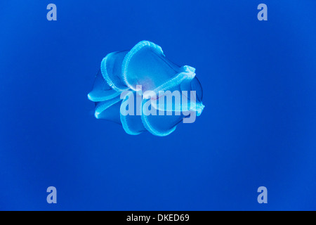 Il Cile, Diego Ramirez isola, vista subacquea di Ctenophore bioluminescente medusa (Comb meduse) nel passaggio di Drake Foto Stock