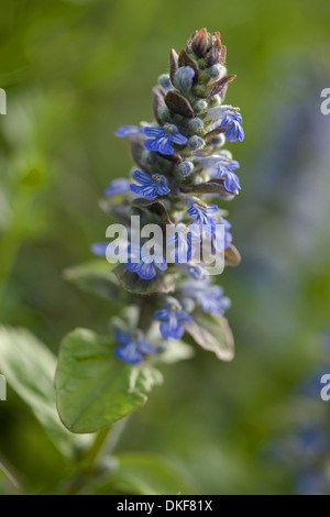 Common bugle, Ajuga reptans Foto Stock