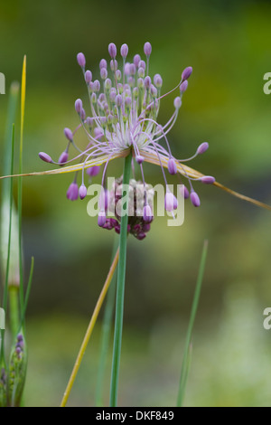 Keeled aglio, allium carinatum pulchellum subsp. Foto Stock