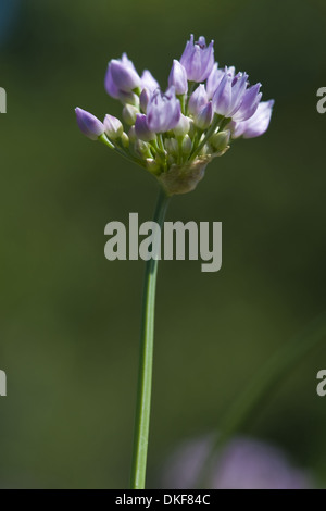 Mouse, aglio allium angulosum Foto Stock