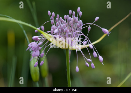 Keeled aglio, allium carinatum pulchellum subsp. Foto Stock