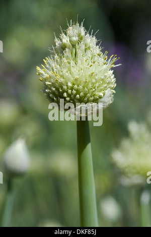 Welsh cipolla, Allium fistulosum Foto Stock