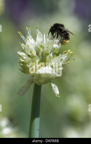 Welsh cipolla, Allium fistulosum Foto Stock