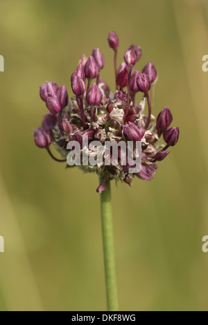 Sabbia porro, allium scorodoprasum Foto Stock