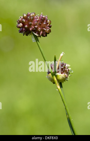 Sabbia porro, allium scorodoprasum Foto Stock