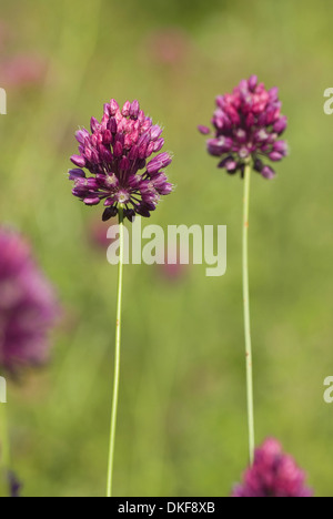 Sabbia porro, allium scorodoprasum Foto Stock