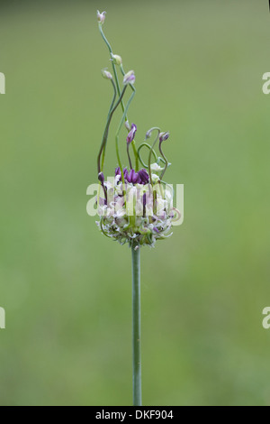 Sabbia porro, allium scorodoprasum Foto Stock