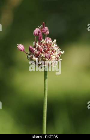 Sabbia porro, allium scorodoprasum Foto Stock