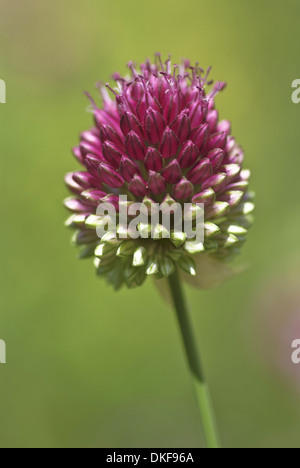 A testa tonda, porro allium sphaerocephalon Foto Stock