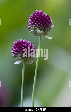 A testa tonda, porro allium sphaerocephalon Foto Stock