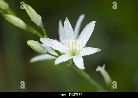 San Bernardo giglio, anthericum liliago Foto Stock