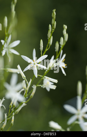 San Bernardo giglio, anthericum liliago Foto Stock