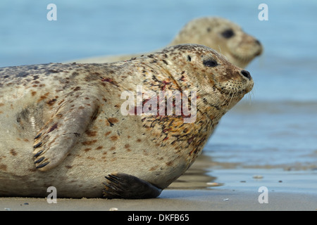 Guarnizione di tenuta del porto (Phoca vitulina) feriti con il sangue di un vola Foto Stock