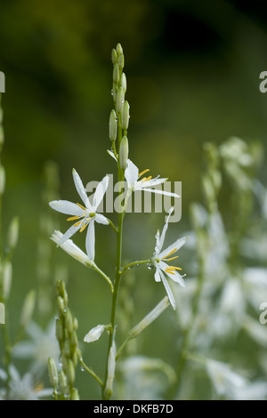 San Bernardo giglio, anthericum liliago Foto Stock