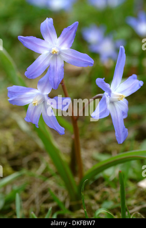 Lucile la gloria-della-Neve, chionodoxa luciliae Foto Stock