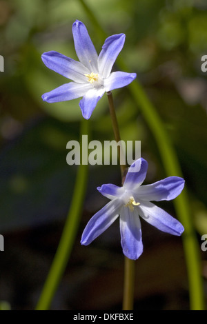 Lucile la gloria-della-Neve, chionodoxa luciliae Foto Stock