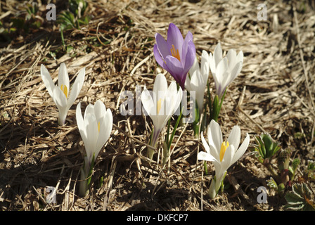 La molla crocus, crocus vernus ssp. albiflorus Foto Stock