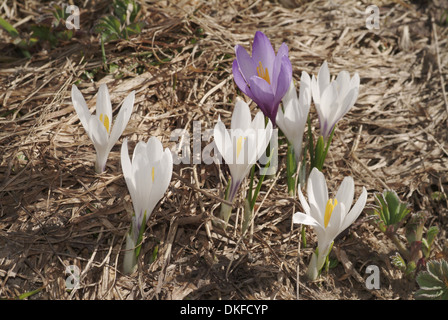 La molla crocus, crocus vernus ssp. albiflorus Foto Stock