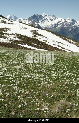 La molla crocus, crocus vernus ssp. albiflorus Foto Stock