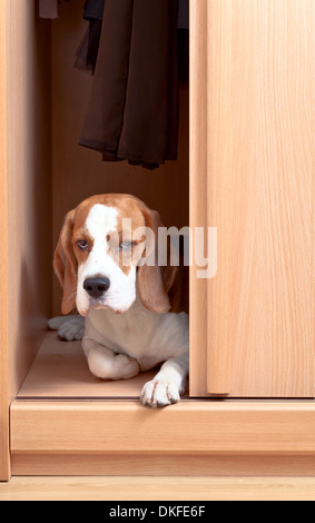 La mancanza cane ha scalato in un armadio Foto Stock