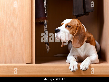 La mancanza cane ha scalato in un armadio Foto Stock