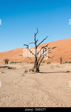 Albero morto in un secche sale e pan di argilla, morto Pan, Sossusvlei, Namib Desert, Namibia Foto Stock
