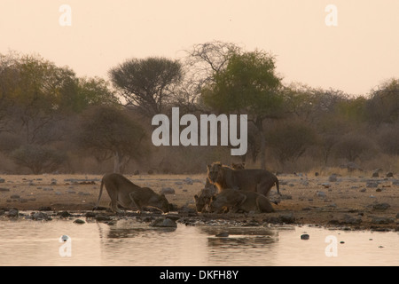 I Lions (Panthera leo), orgoglio dei leoni di bere a Watering Hole, Klein Namutoni Waterhole, il Parco Nazionale di Etosha, Namibia Foto Stock