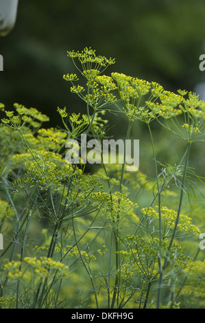 Aneto, Anethum graveolens Foto Stock