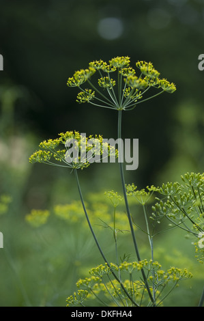 Aneto, Anethum graveolens Foto Stock