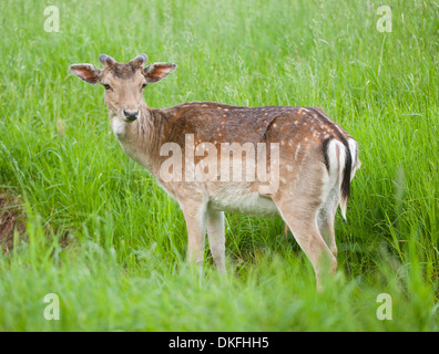 Daini (Dama Dama) con corna di velluto in piedi su un prato, captive, Baviera, Germania Foto Stock